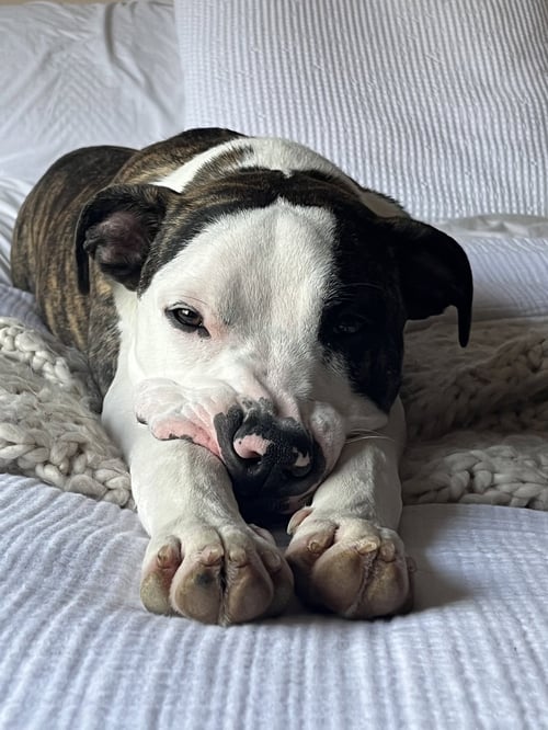 JAX - Pit Bull Terrier available for adoption