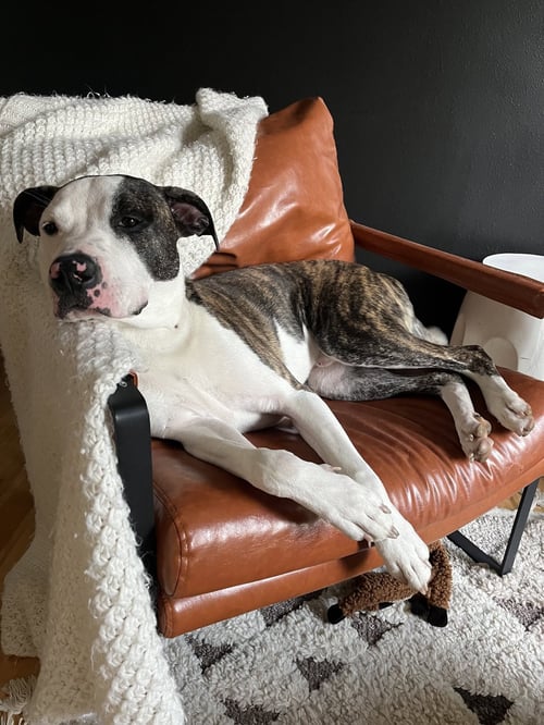 JAX - Pit Bull Terrier for adoption in Cedar Rapids