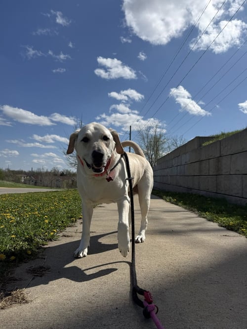 BUTTER - Labrador Retriever available for adoption