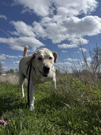 Butter - Photo 4