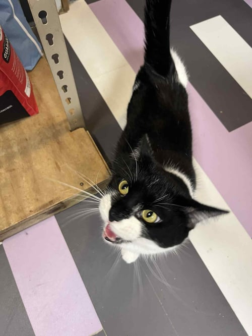 LYRA - Domestic Short Hair available for adoption