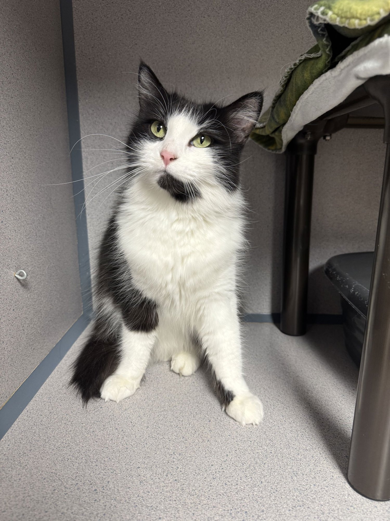 GEMINI - Domestic Long Hair available for adoption