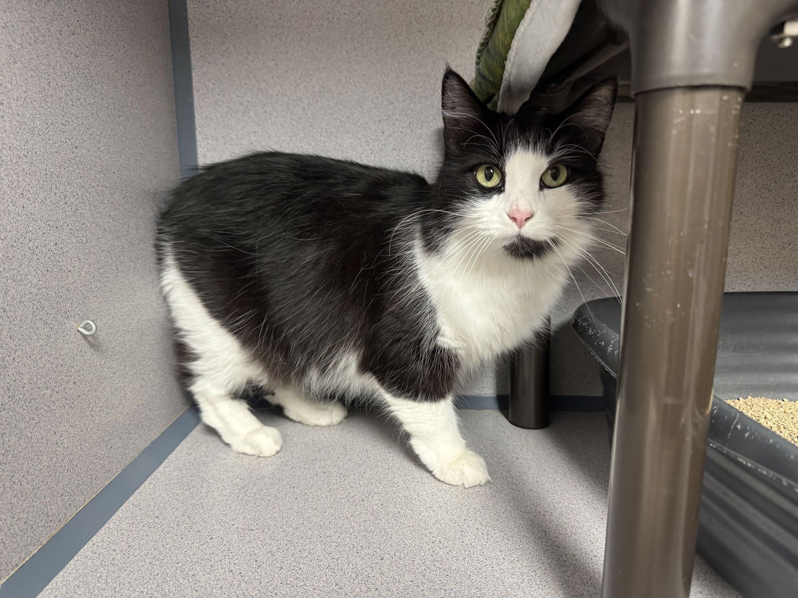 GEMINI - Domestic Long Hair available for adoption