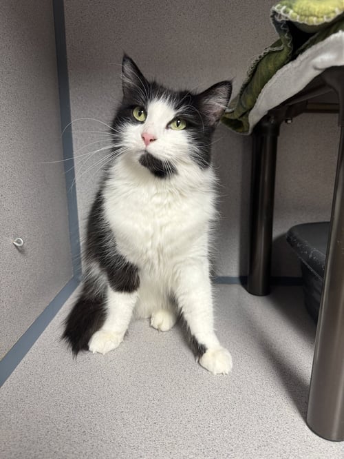 GEMINI - Domestic Long Hair available for adoption