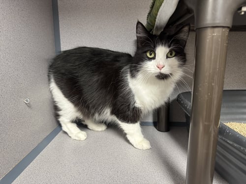 GEMINI - Domestic Long Hair available for adoption