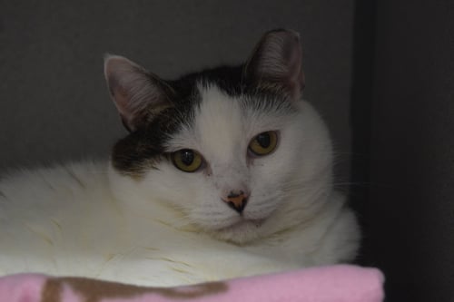 QUINN - Domestic Short Hair available for adoption