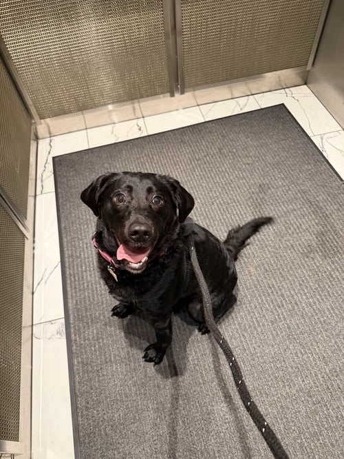 QUEEN - Labrador Retriever / Brittany available for adoption