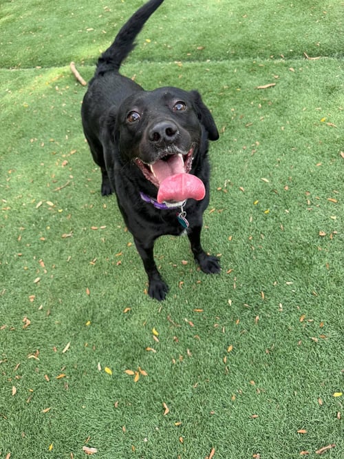 QUEEN - Labrador Retriever / Brittany available for adoption