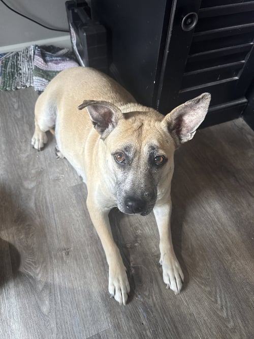 LYDIA - Terrier available for adoption