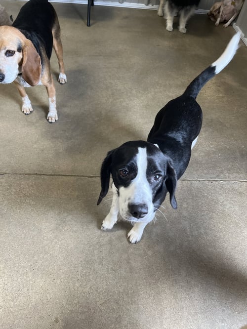 MICKEY - Beagle available for adoption