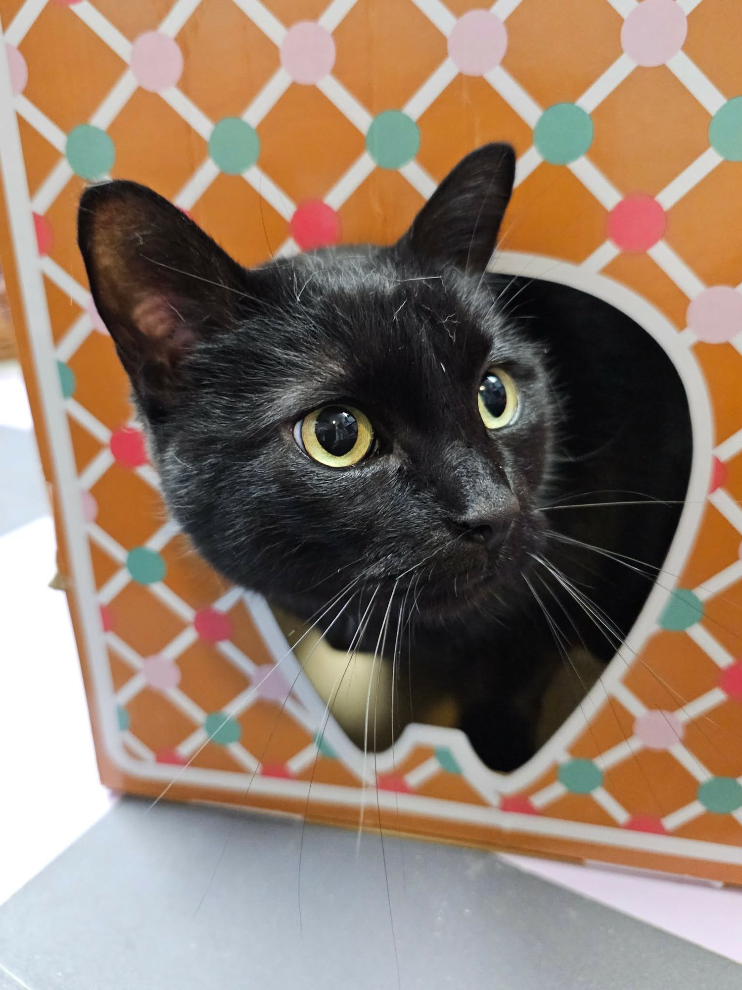 BRANDI - Domestic Short Hair available for adoption