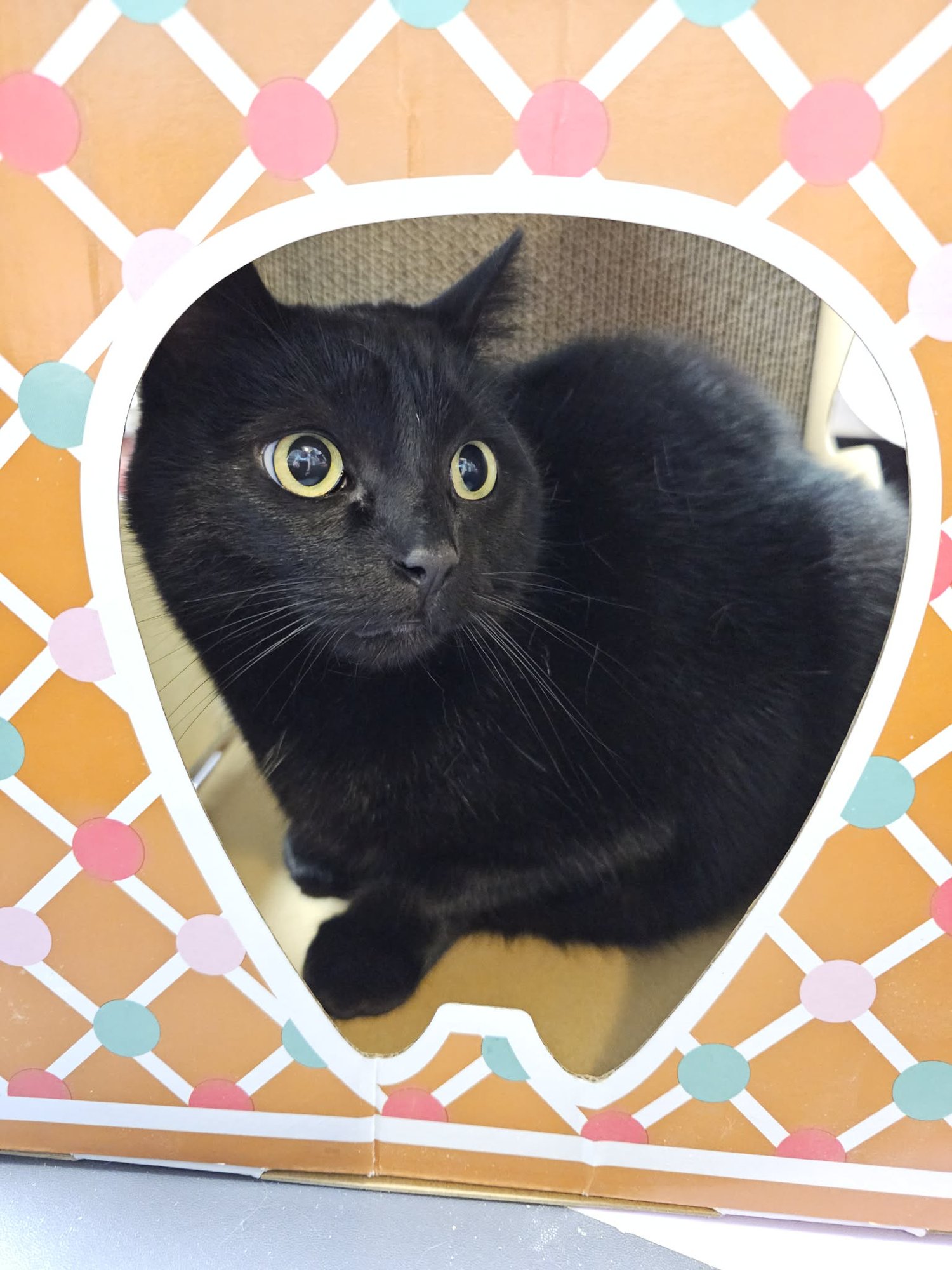 BRANDI - Domestic Short Hair available for adoption