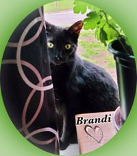 Brandi - Photo 6
