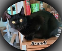 Brandi - Photo 8