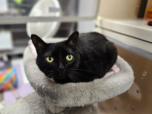 BRANDI - Domestic Short Hair for adoption in Cedar Rapids