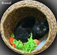 Brandi - Photo 4