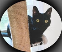 Brandi - Photo 7