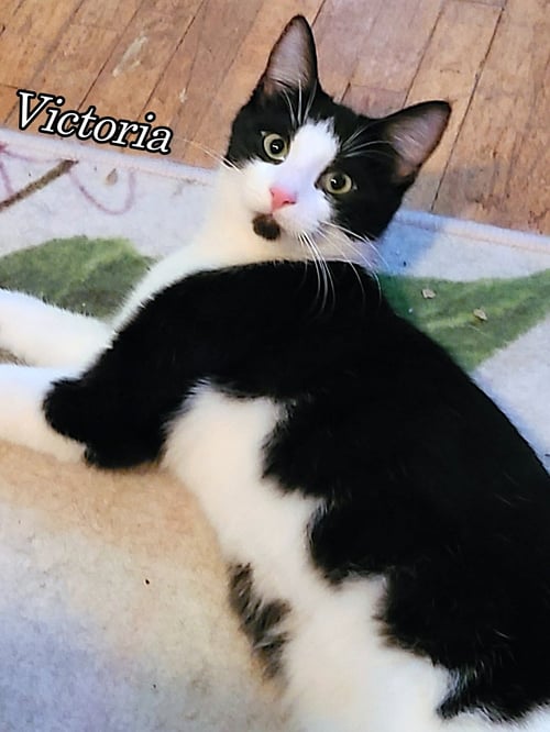 VICTORIA - Domestic Short Hair available for adoption