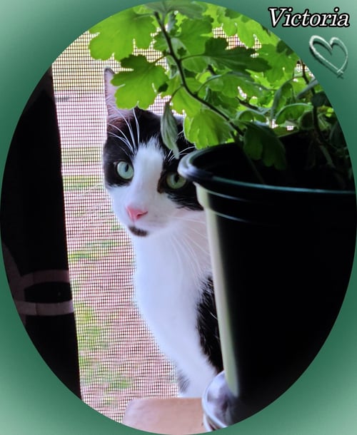 VICTORIA - Domestic Short Hair available for adoption