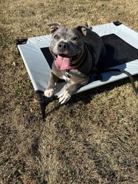 Hippo - Photo 4