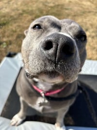 Hippo - Photo 7