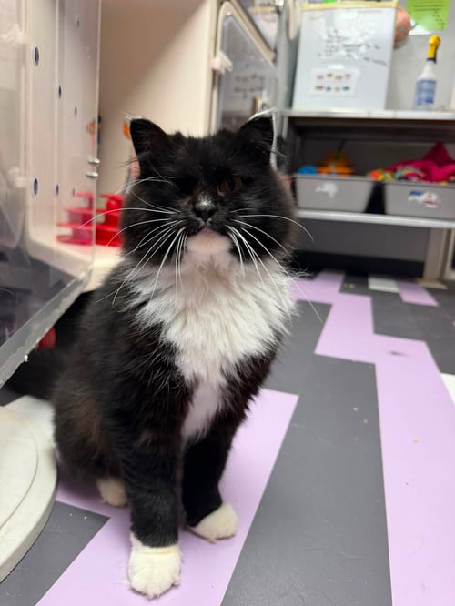 MARTHA WAYNE - Domestic Long Hair available for adoption