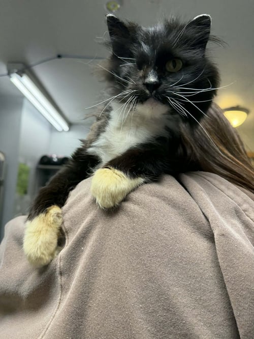 MARTHA WAYNE - Domestic Long Hair available for adoption