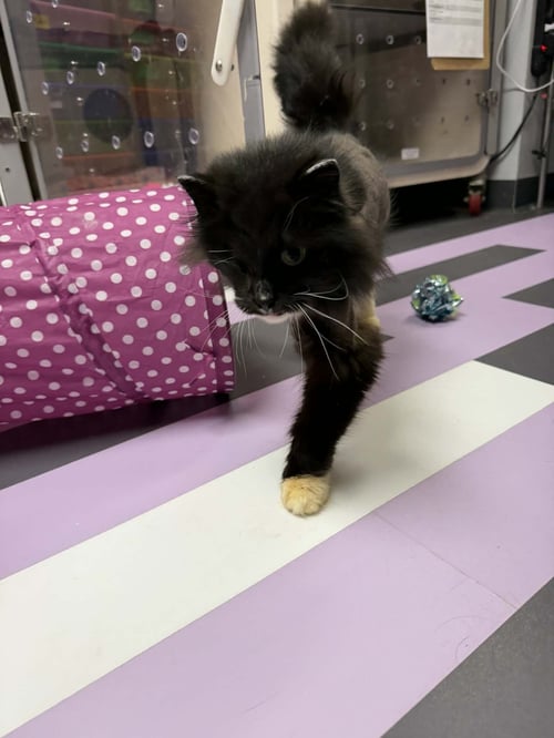 MARTHA WAYNE - Domestic Long Hair available for adoption