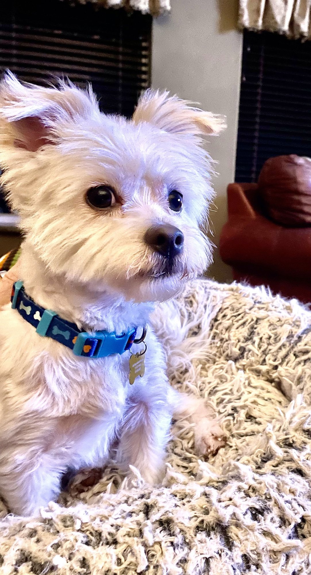 FINNLEY - Terrier / Maltese available for adoption