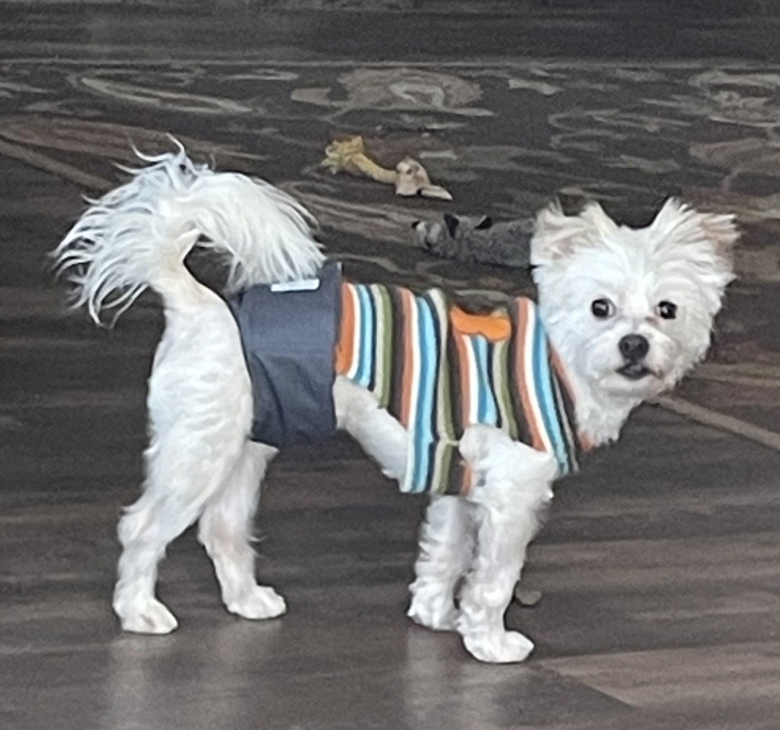 FINNLEY - Terrier / Maltese available for adoption