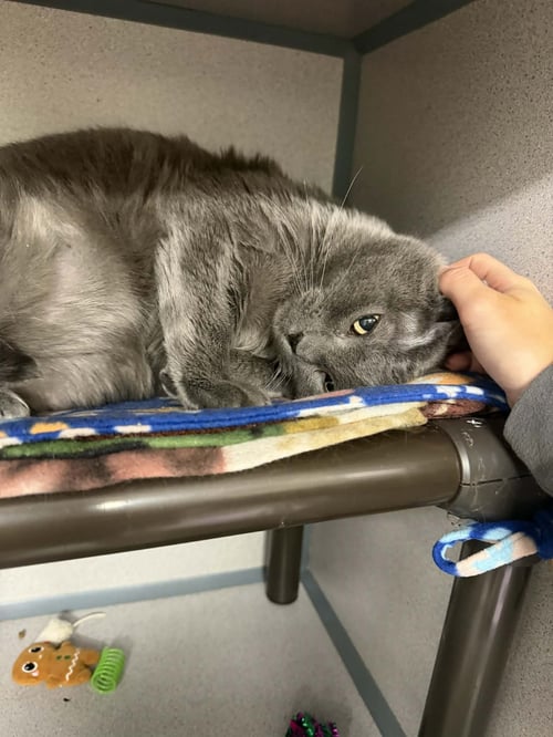 KAI - Domestic Short Hair available for adoption