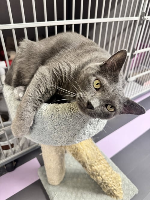 KAI - Domestic Short Hair available for adoption