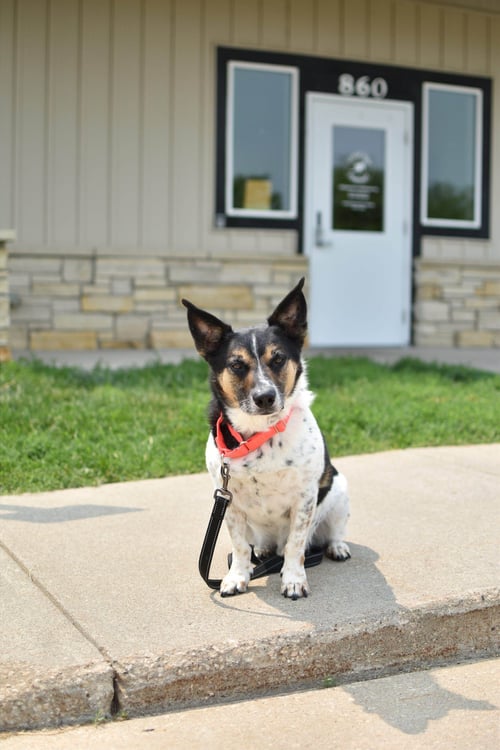 OSCAR K - Corgi available for adoption