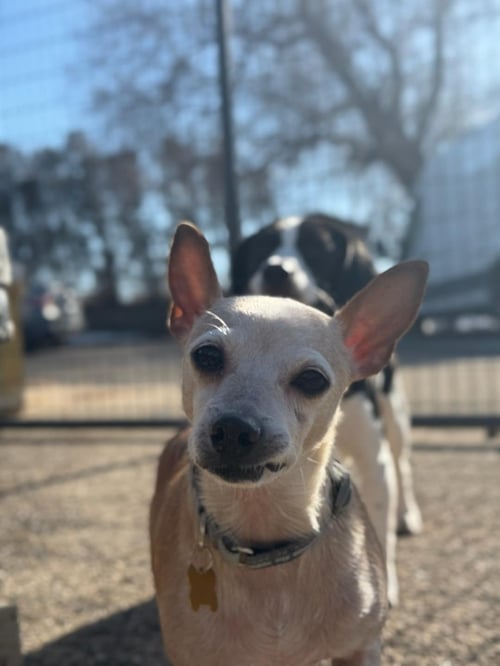 TIFFANY - Chihuahua available for adoption