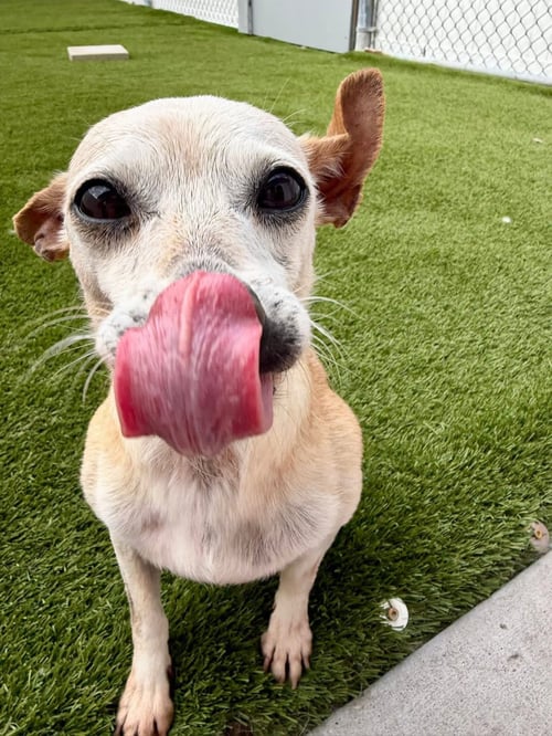 TIFFANY - Chihuahua available for adoption