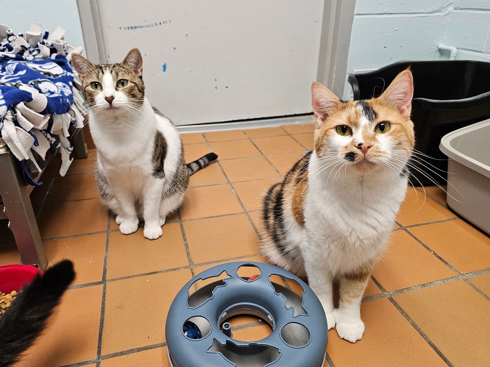 PENNY & MARGE - Domestic Medium Hair available for adoption