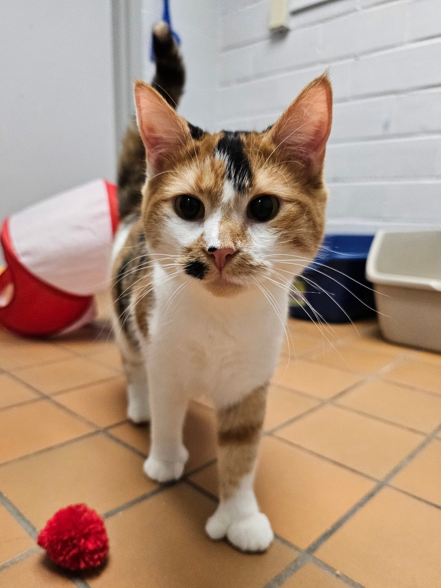 PENNY & MARGE - Domestic Medium Hair available for adoption