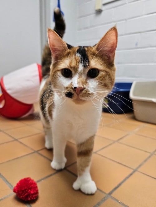 PENNY & MARGE - Domestic Medium Hair available for adoption