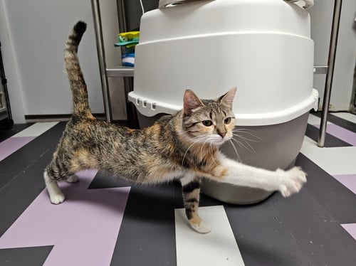 LULU - Domestic Short Hair available for adoption