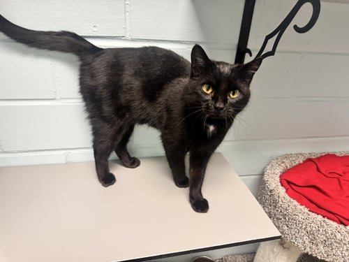 ROBIN - Domestic Short Hair available for adoption