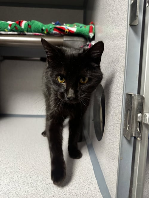 ROBIN - Domestic Short Hair available for adoption