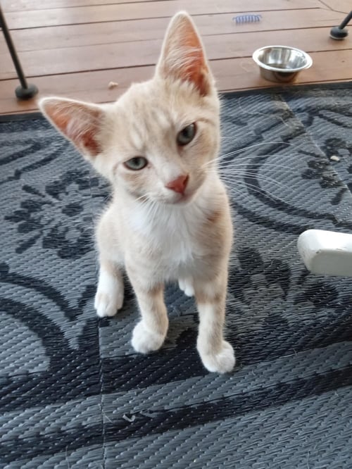 OLIVER