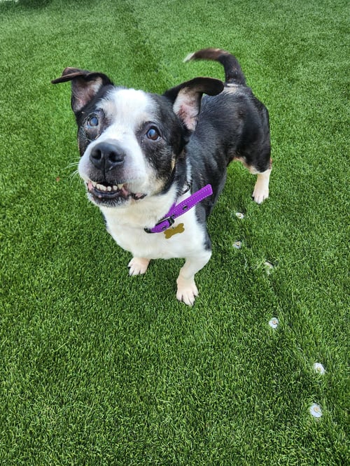 CHARLIE - Terrier / Beagle available for adoption