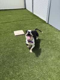 Charlie - Photo 3