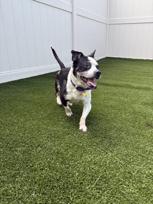 CHARLIE - Terrier / Beagle available for adoption