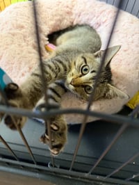 Minnow - Photo 3