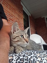 Minnow - Photo 4