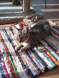 Minnow - Photo 2