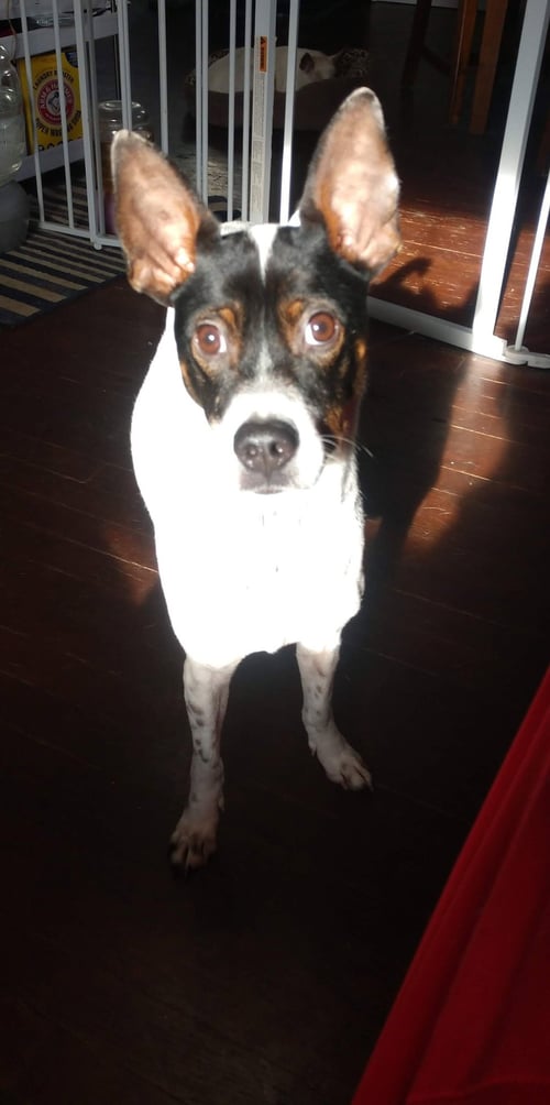 KIRBY - Terrier for adoption in Cedar Rapids