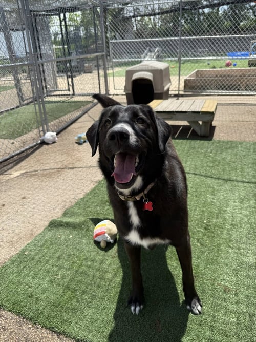 GRETA - Labrador Retriever / Great Pyrenees for adoption in Cedar Rapids